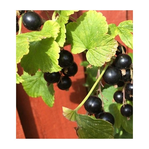 Blackcurrant ‘Titania’ C2 (grafted standard plant)