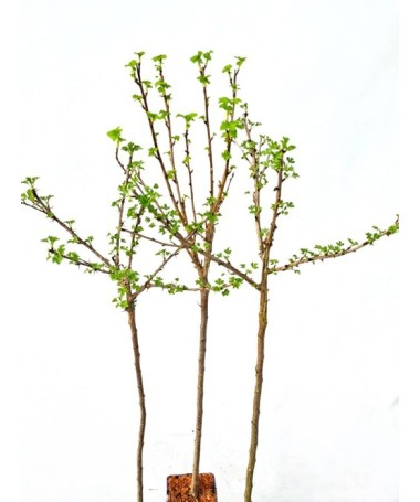 Jostaberry C2 (grafted standard plant)