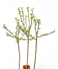 Jostaberry C2 (grafted standard plant)