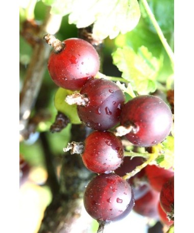 Jostaberry C2 (grafted standard plant)