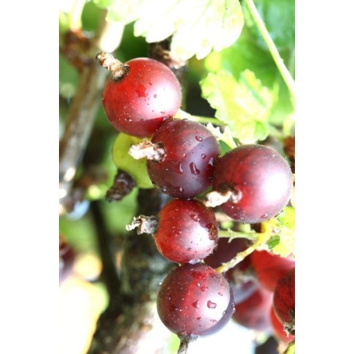 Jostaberry C2 (grafted standard plant)