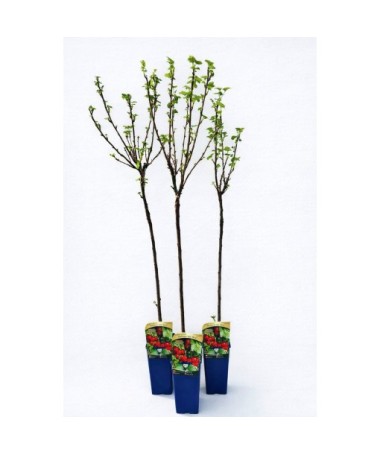 Red Currant ‘Jonkheer van Tets’ (grafted standard plant)