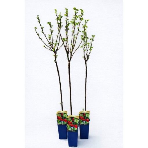 Red Currant ‘Jonkheer van Tets’ (grafted standard plant)
