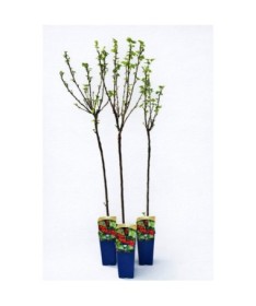 Red Currant ‘Jonkheer van Tets’ (grafted standard plant)
