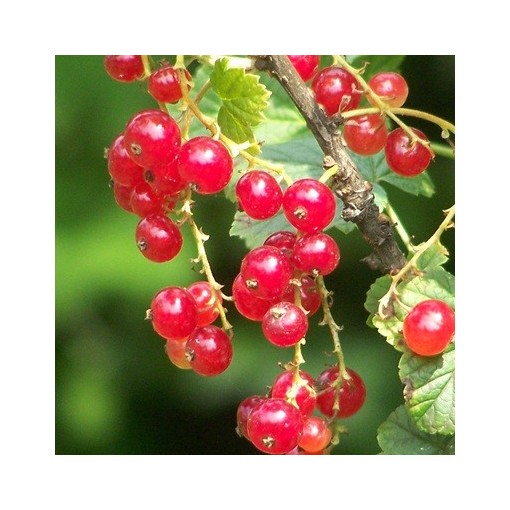 Red Currant ‘Jonkheer van Tets’ (grafted standard plant)