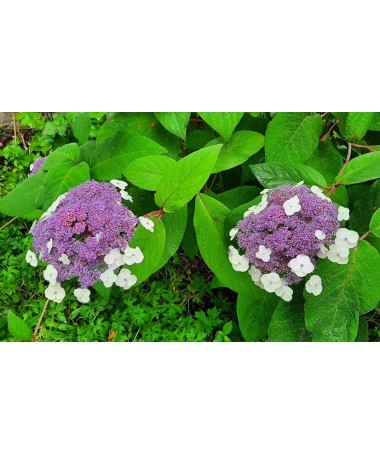 Garden Hydrangea ‘Libelle’ C2