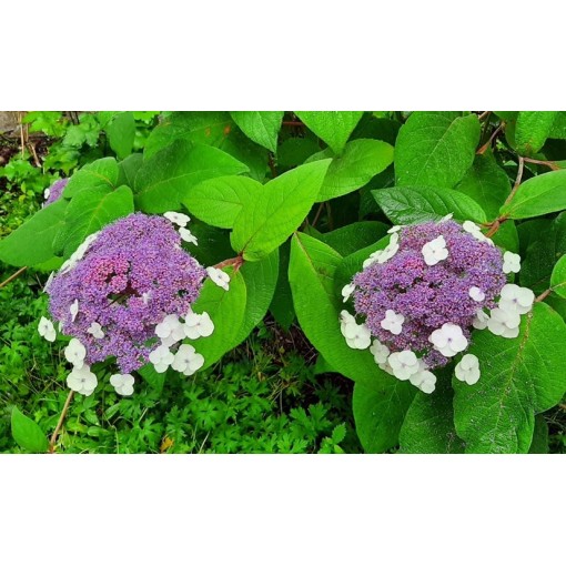 Garden Hydrangea ‘Libelle’ C2