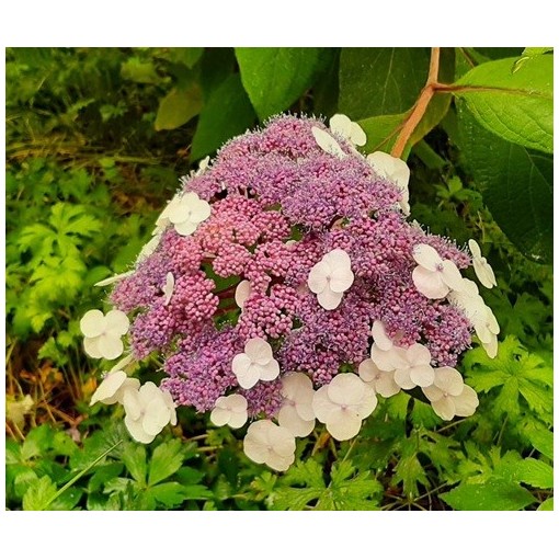 Garden Hydrangea ‘Libelle’ C2