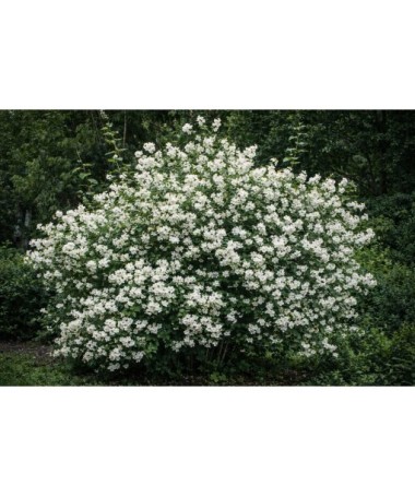 Mock Orange Mont Blanc P9/C1
