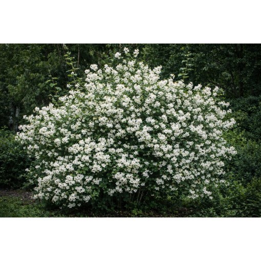 Mock Orange Mont Blanc P9/C1