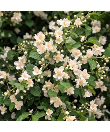 Mock Orange Mont Blanc P9/C1