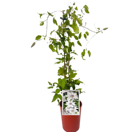 Clematis 'Maria Kaczyńska' 4L pot
