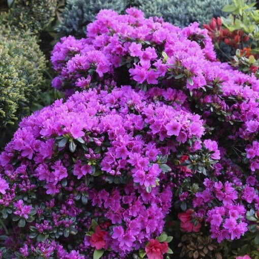 Rhododendron (Azalea) 'Geisho Purple' C4