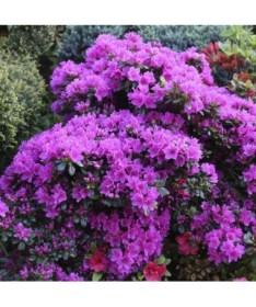 Rhododendron (Azalea) 'Geisho Purple' C4