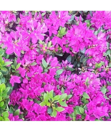 Rhododendron (Azalea) 'Geisho Purple' C4