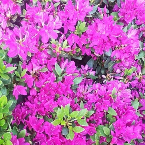 Rhododendron (Azalea) 'Geisho Purple' C4