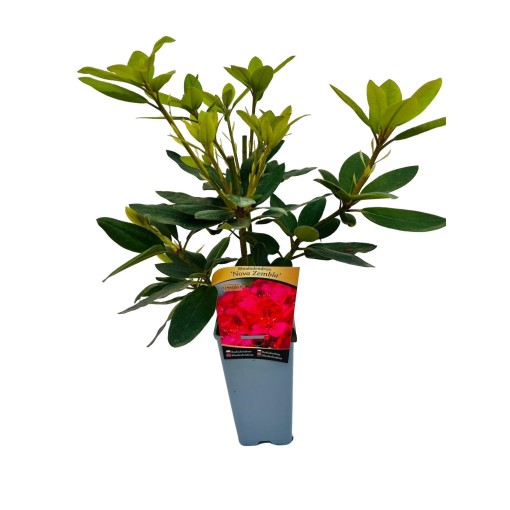 Rhododendron (Azalea) Nova Zembla pot, C4