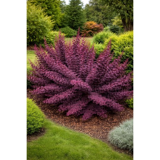 Ottawa Barberry ‘Superba’ P9/C1