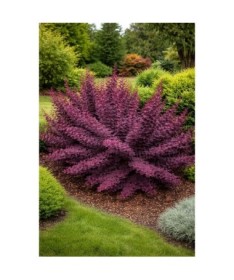 Ottawa Barberry ‘Superba’ P9/C1
