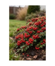 Swedish Cotoneaster ‘Coral Beauty’ P9/C1