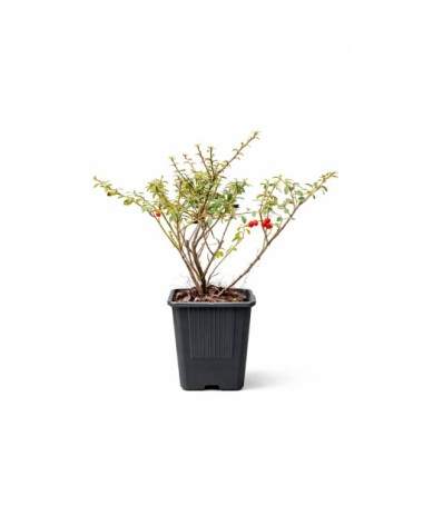 Swedish Cotoneaster ‘Coral Beauty’ P9/C1