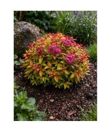 Japanese Spirea ‘Goldflame’ P9/C1