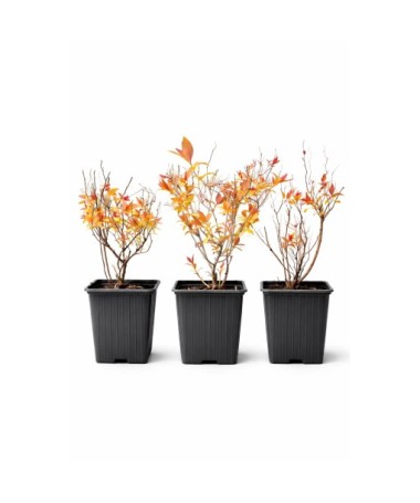 Japanese Spirea ‘Goldflame’ P9/C1