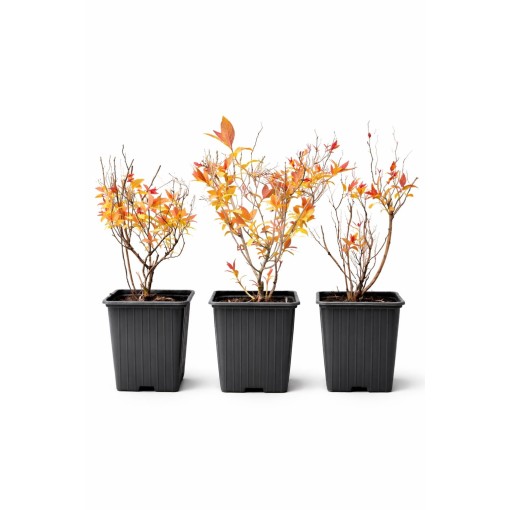 Japanese Spirea ‘Goldflame’ P9/C1