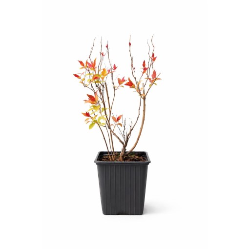 Japanese Spirea ‘Goldflame’ P9/C1