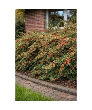 Purple Cotoneaster ‘Tangstedt’ P9/C1