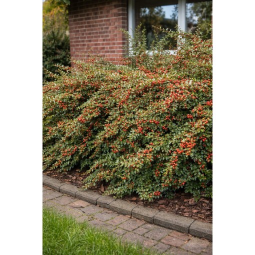 Purple Cotoneaster ‘Tangstedt’ P9/C1