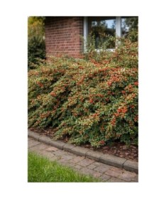 Purple Cotoneaster ‘Tangstedt’ P9/C1