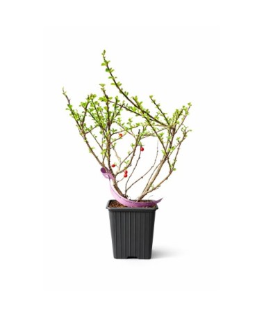 Purple Cotoneaster ‘Tangstedt’ P9/C1