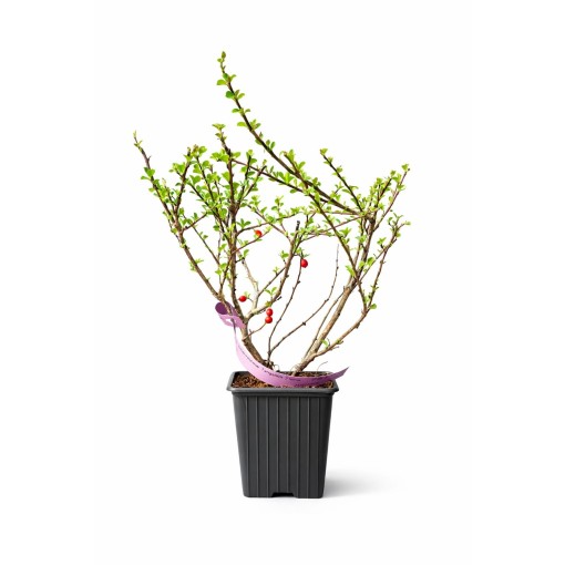 Purple Cotoneaster ‘Tangstedt’ P9/C1