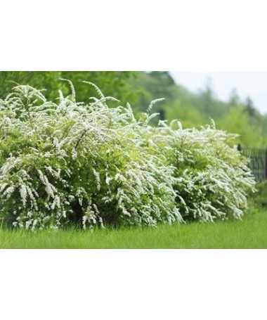 Grey spirea (Spiraea × cinerea) ‘Grefsheim’ P9/C1