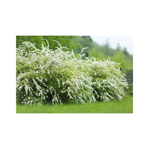 Grey spirea (Spiraea × cinerea) ‘Grefsheim’ P9/C1