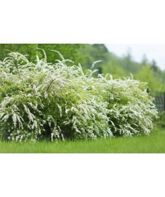 Grey spirea (Spiraea × cinerea) ‘Grefsheim’ P9/C1