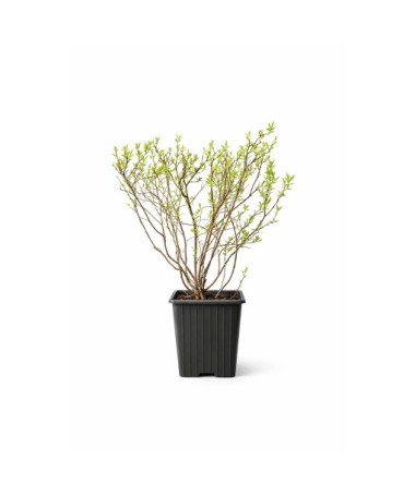 Grey spirea (Spiraea × cinerea) ‘Grefsheim’ P9/C1
