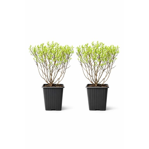 Grey spirea (Spiraea × cinerea) ‘Grefsheim’ P9/C1