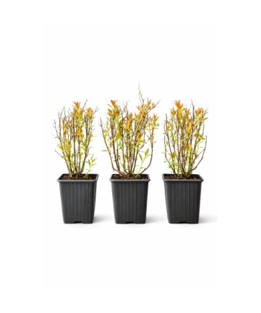 Japanese Spirea ‘Anthony Waterer’ P9/C1