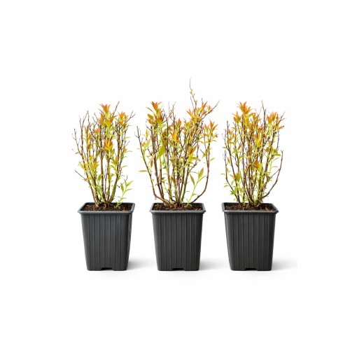 Japanese Spirea ‘Anthony Waterer’ P9/C1