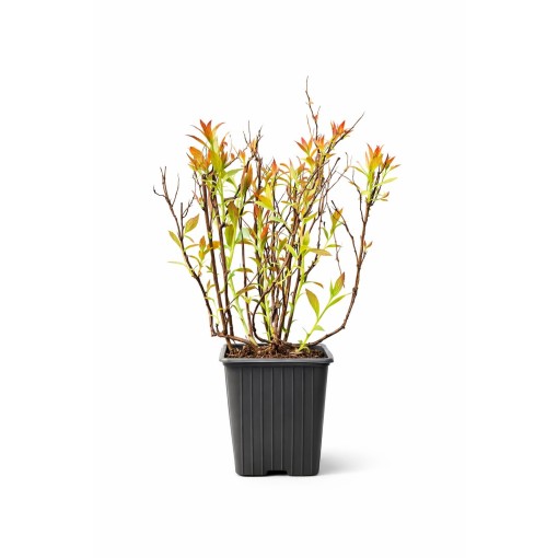 Japanese Spirea ‘Anthony Waterer’ P9/C1