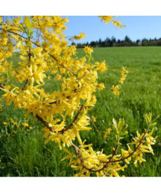 Forsythia 'Flojor' P9/C1