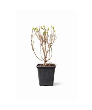 WEIGELA ‘Rumba ’ P9/C1