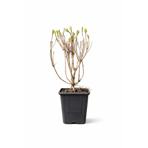 WEIGELA ‘Rumba ’ P9/C1