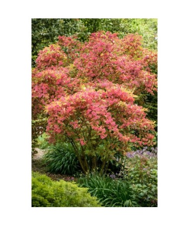 WEIGELA ‘RUBIDOL’ P9/C1