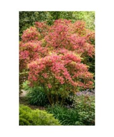 WEIGELA ‘RUBIDOL’ P9/C1
