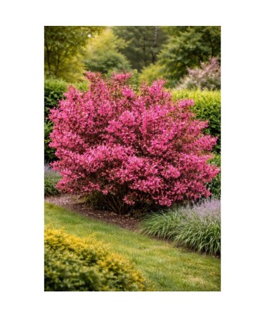 WEIGELA ‘TANGO’ P9/C1