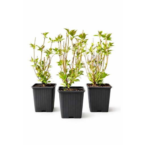 WEIGELA ‘TANGO’ P9/C1