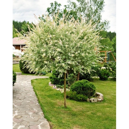 Hakuro-Nishiki Willow (grafted plant) container C4